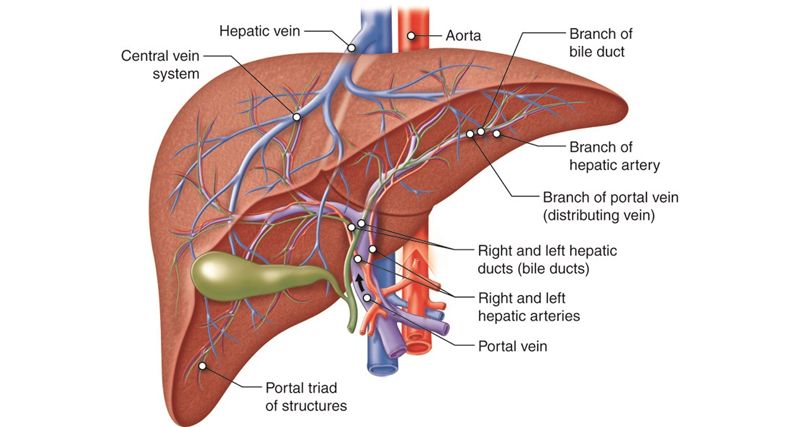 An anatomical diagram of the liver and bile ducts used to illustrate bile duct cancer diagnosis and internal liver structure.