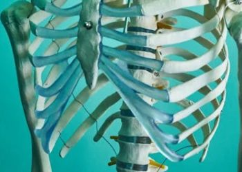 Medical rib cage model showing upper torso bones against a teal background