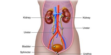 Medical diagram of the urinary system, labelling kidneys, ureters, bladder, sphincter, and urethra.