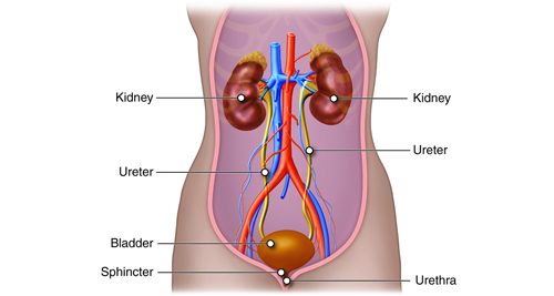 Medical diagram of the urinary system, labelling kidneys, ureters, bladder, sphincter, and urethra.