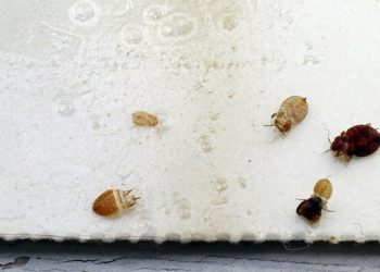 Treatment and Elimination of Bedbugs