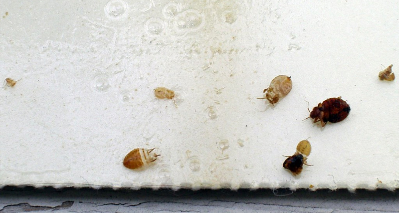 Treatment and Elimination of Bedbugs