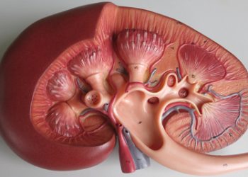 Detailed anatomical model of a human kidney showing internal structures such as calyces, pelvis, and blood vessels.