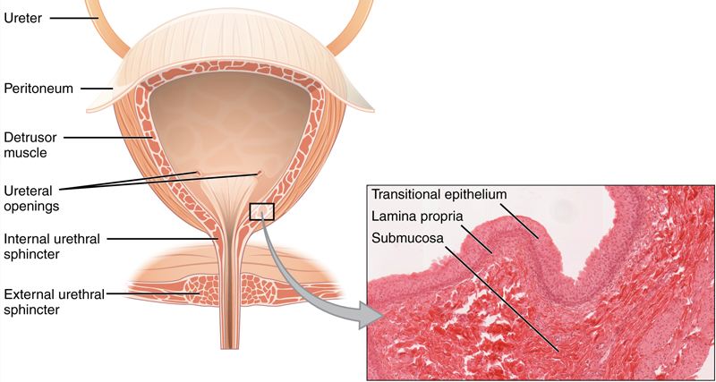 Medical diagram of the female urinary system with microscopic tissue view, illustrating urethral and epithelial structures.