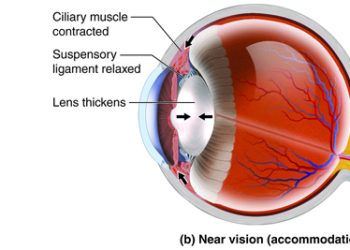 Diagram of the eye showing ciliary muscle contraction and lens thickening for near vision focus.