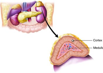 Treatment for Appendicitis
