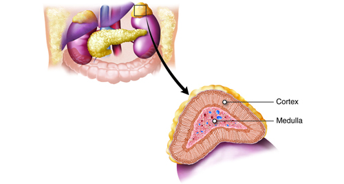 Treatment for Appendicitis