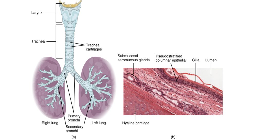 Treatment for Aspergillosis