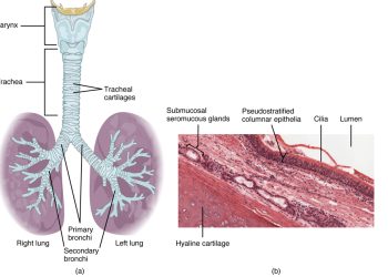 Treatment for Aspergillosis