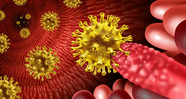 3D illustration of Clostridium difficile bacteria invading intestinal tissue