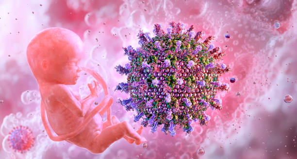 Cytomegalovirus affecting foetus in womb, 3D medical illustration