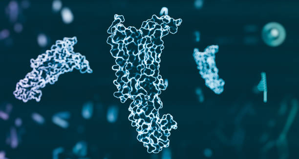 Hormone molecule model linked to diabetes insipidus