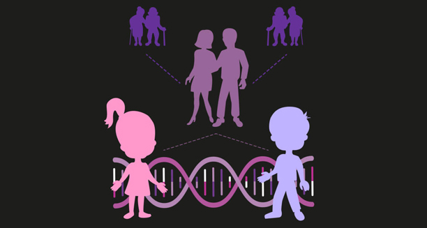 Genetic inheritance illustration showing causes of dwarfism