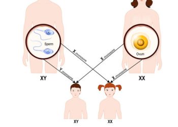 Causes of Ehlers-Danlos Syndromes