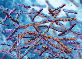 Microscopic view of bacteria that can cause endocarditis.