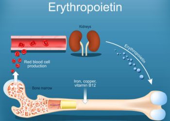 Diagram showing erythropoietin production by kidneys and its role in red blood cell formation
