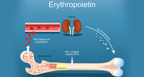 Diagram showing erythropoietin production by kidneys and its role in red blood cell formation