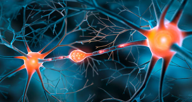 3D illustration of neural pathways and synapses