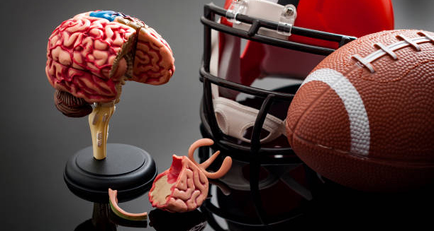 Anatomical brain model next to football helmet and ball symbolising chronic traumatic encephalopathy in athletes.