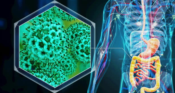 Microscopic view of Clostridium difficile bacteria and human digestive system