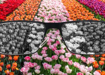 Visual simulation of colour blindness through glasses showing a tulip field in greyscale