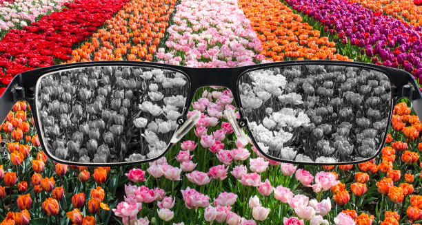 Visual simulation of colour blindness through glasses showing a tulip field in greyscale