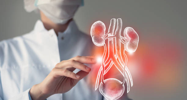 Doctor examining a digital diagram of kidneys to diagnose chronic kidney disease