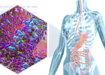 Microscopic view of intestinal bacteria alongside human digestive system illustration