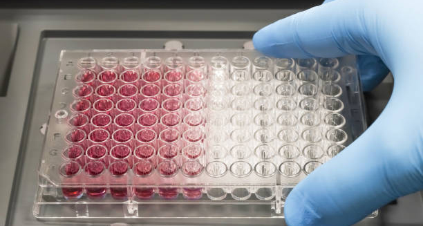 Gloved hand holding ELISA test plate for viral diagnostic screening