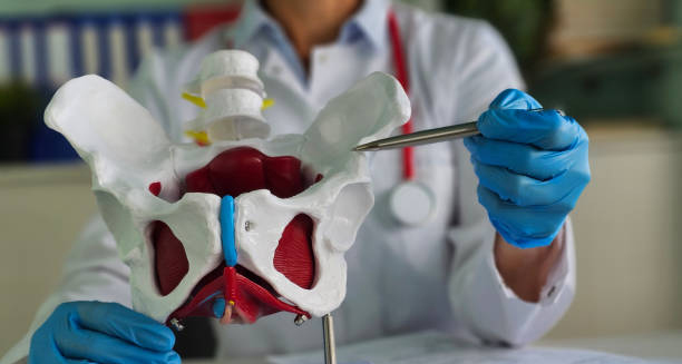 Doctor pointing at pelvic model with a pen