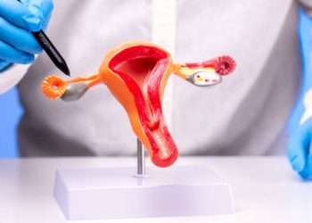 Anatomical female reproductive system model held by medical professional