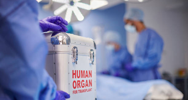Medical team preparing for liver transplant with human organ transport container.