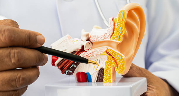 Doctor demonstrating ear anatomy and treatment of burst eardrum with a model