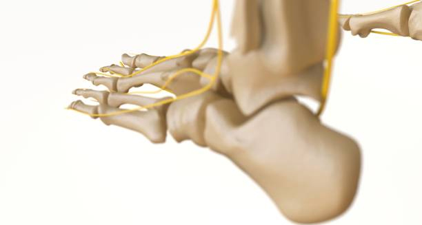 Anatomical illustration showing nerve and bone structures in the foot related to foot drop