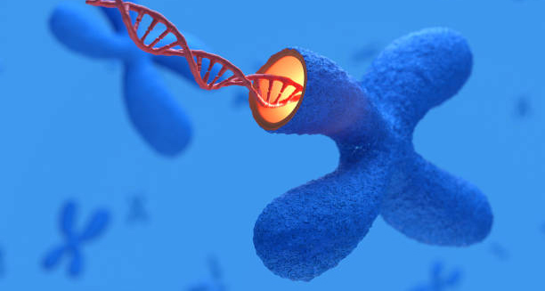 DNA strand emerging from chromosome – genetic cause of Gilbert’s Syndrome