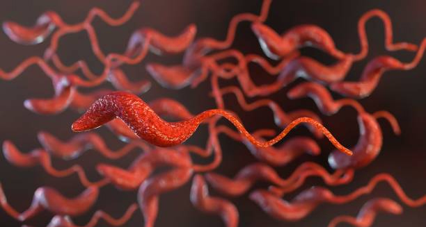 3D illustration of Campylobacter bacteria, a common cause of Guillain-Barré syndrome