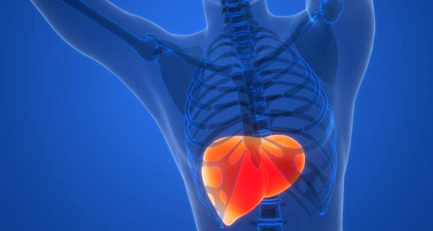 3D medical illustration of the human liver inside a semi-transparent body, highlighting liver inflammation from Hepatitis B