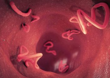 Visual representation of hookworms inside the human intestine