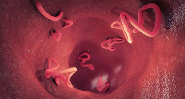 Visual representation of hookworms inside the human intestine