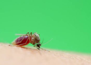 Mosquito biting human skin with green background