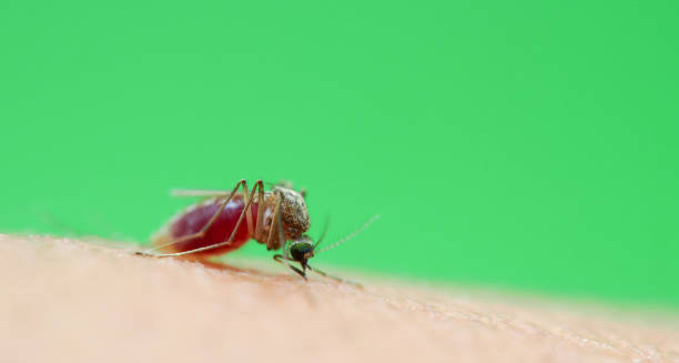 Mosquito biting human skin with green background