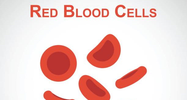 Illustration of red blood cells highlighting causes of iron deficiency anaemia