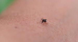 Close-up of a mosquito on human skin, the primary cause of Japanese encephalitis transmission