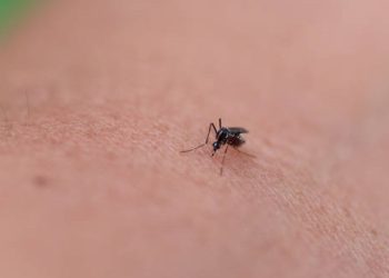 Close-up of a mosquito on human skin, the primary cause of Japanese encephalitis transmission