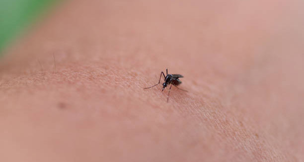 Close-up of a mosquito on human skin, the primary cause of Japanese encephalitis transmission