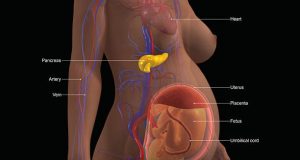3D medical illustration of a pregnant woman showing fetal development, placenta, and liver-related systems linked to newborn jaundice