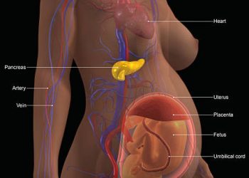 3D medical illustration of a pregnant woman showing fetal development, placenta, and liver-related systems linked to newborn jaundice