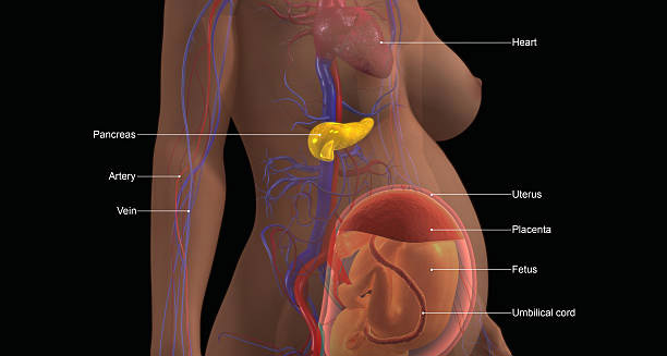 3D medical illustration of a pregnant woman showing fetal development, placenta, and liver-related systems linked to newborn jaundice