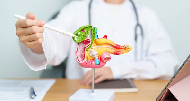 Doctor pointing at anatomical model showing gallbladder and pancreas