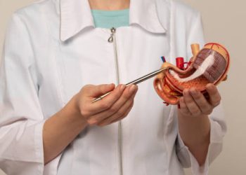 Medical professional holding a stomach model and pointing with a tool